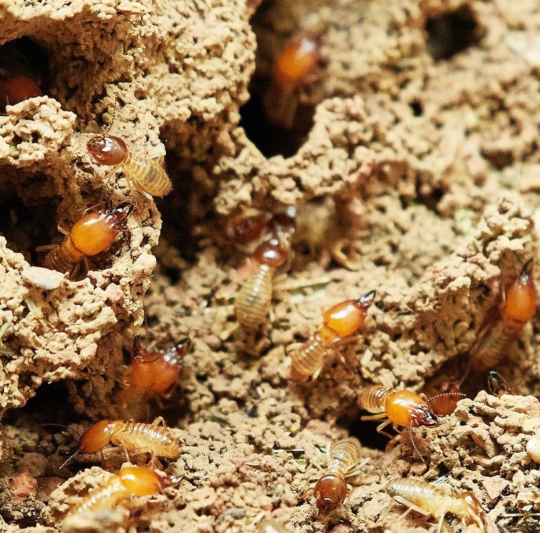 Diag Immo Geraldo effectue le diagnostic termites en Sud Touraine pour protéger le logement.