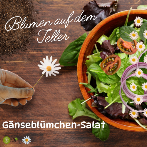 Gänseblümchen-Salat zubereiten