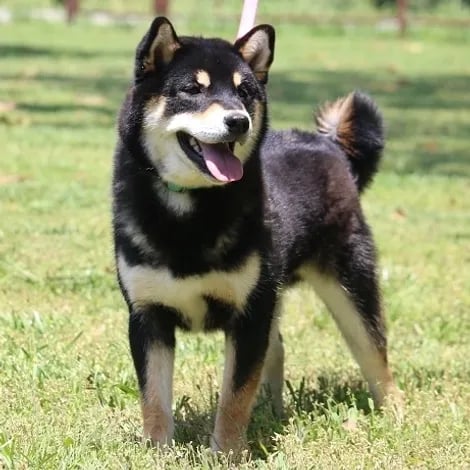 Breeding choices - Explore Sire Profiles & Pedigree Links