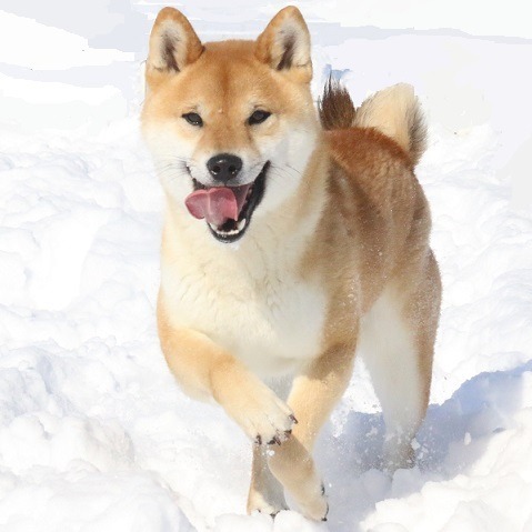 Breeding choices - Explore Sire Profiles & Pedigree Links