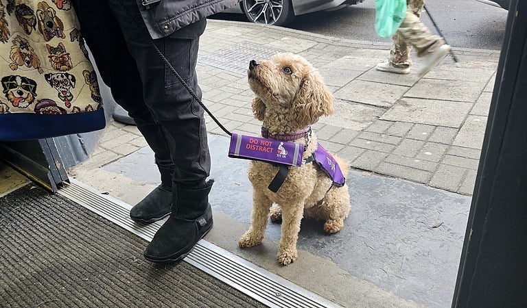 Therapy dog training uk trained assistance dog, working with its handler going in to a shop