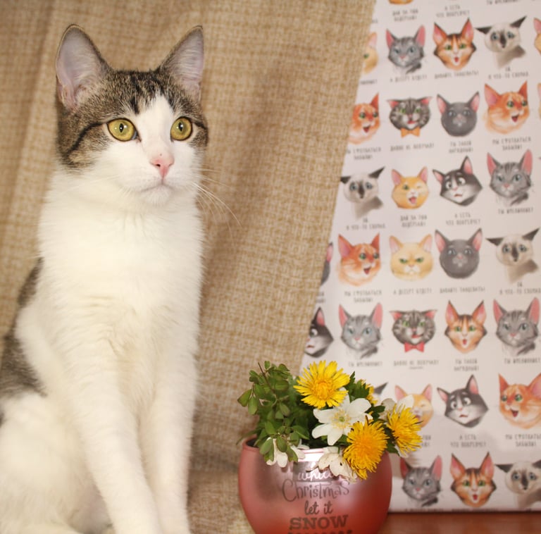 One of our domestic cats