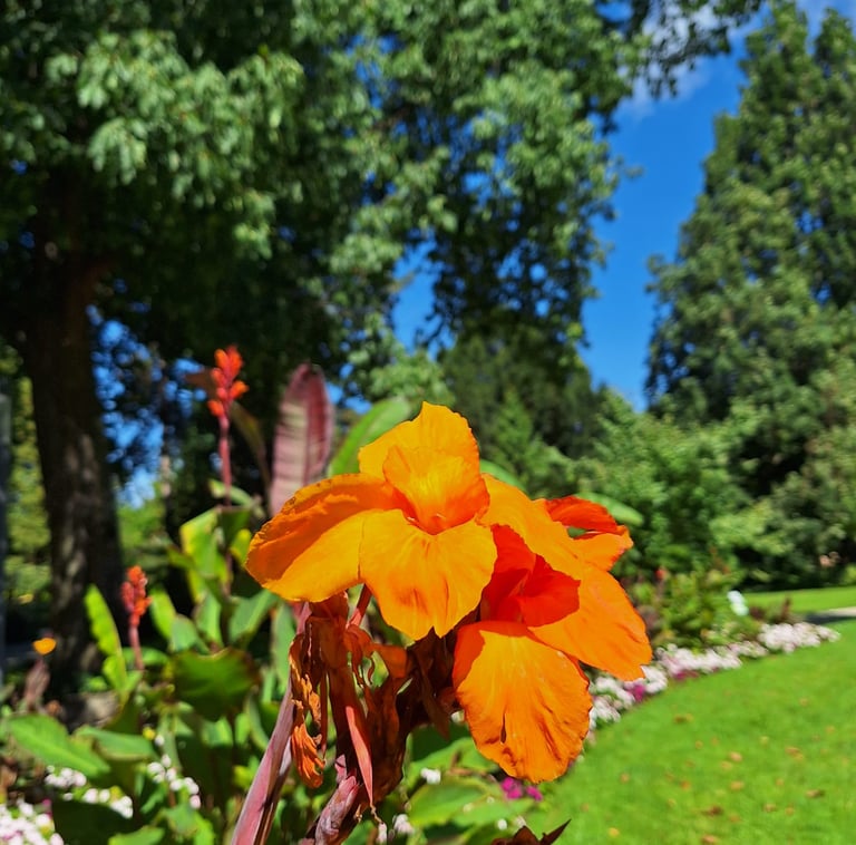 a Canna flower in a garden with a blue sky