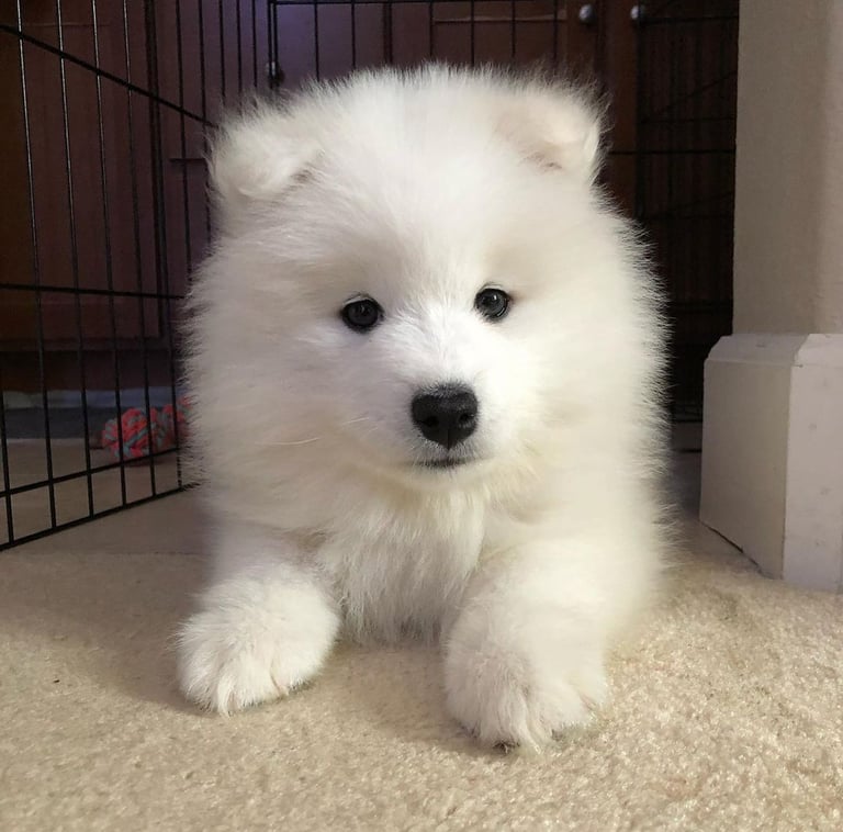 Samoyed puppies for sale in Florida