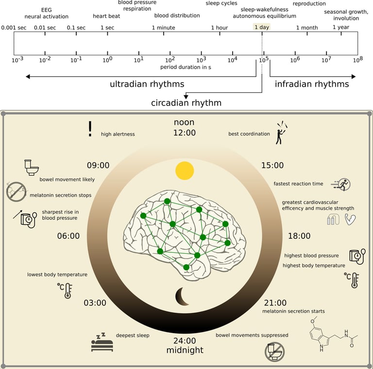 Time in Brain: How Biological Rhythms Impact on EEG Signals and on EEG-Derived Brain Networks