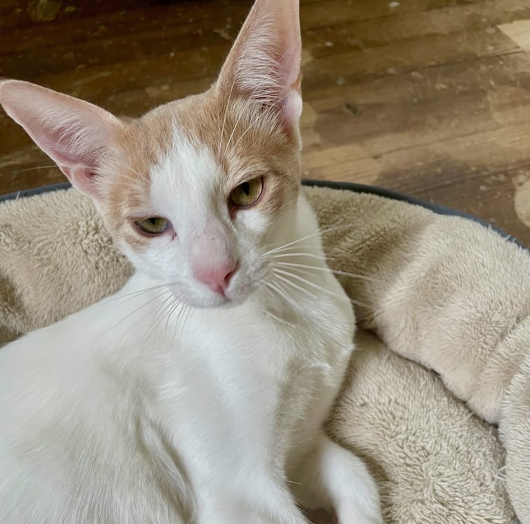 Caramello- Male Arabian Mau (born March 2025)