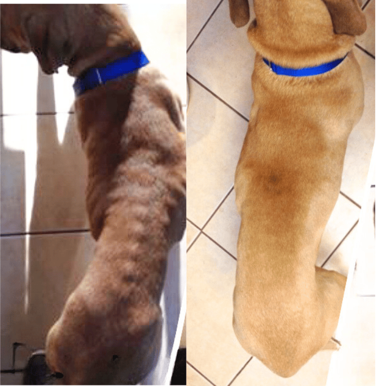 Balou before and after/emaciated to healthy