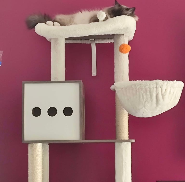 Sora - Sacré de Birmanie Seal Point - Arbre à chat