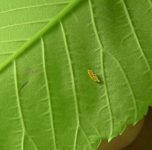 elm leaf beetle eggs