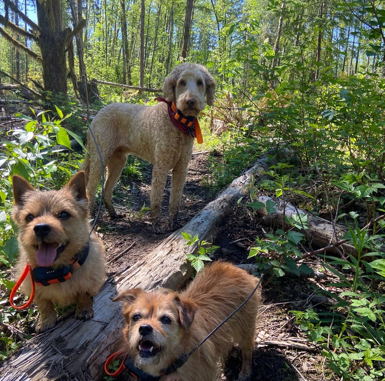 three dogs on a log log in the woods