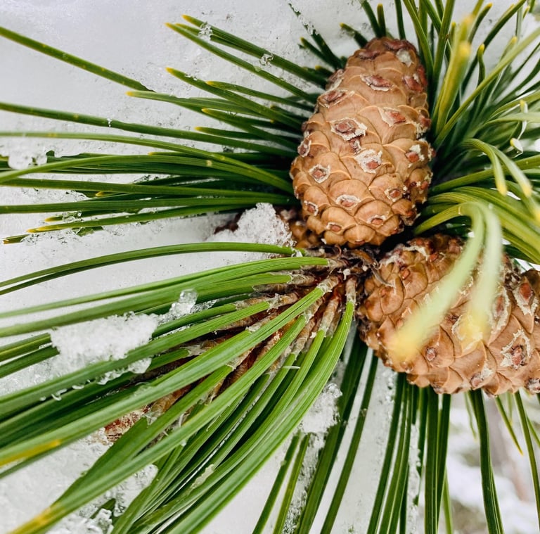 pine de pin