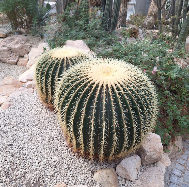 Two Golde Barrel Cacti in a stony environment