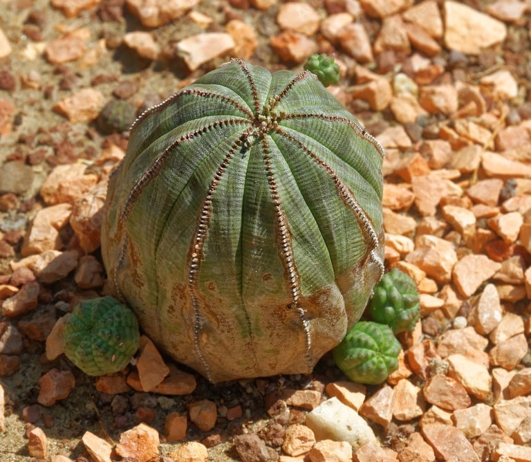 small green baseball cacti growing in a stony lanscape