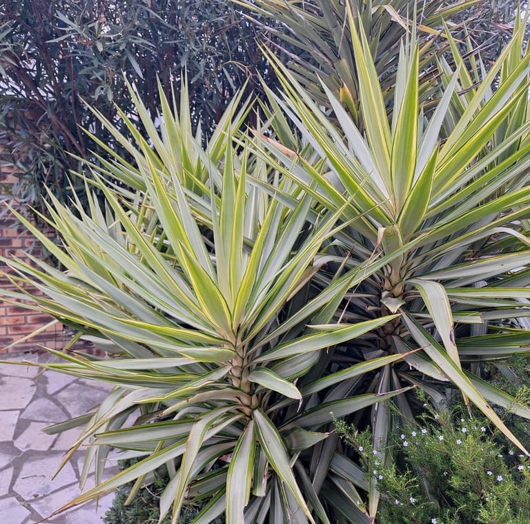 two green outdoor Yucca cactus plants