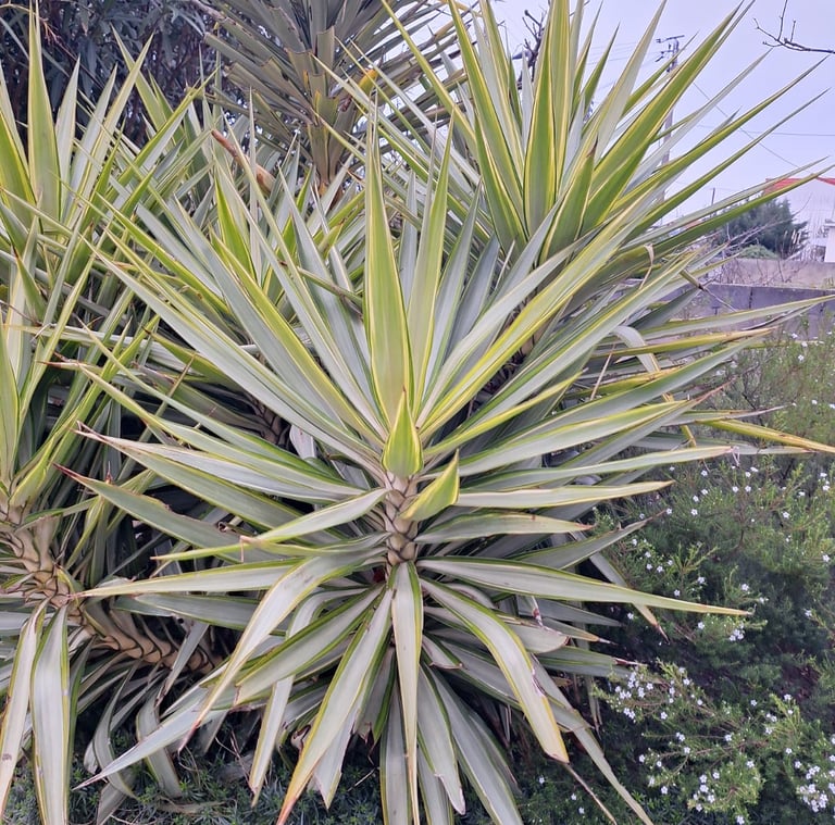 a Yucca plant with long leaves perfect for full sun