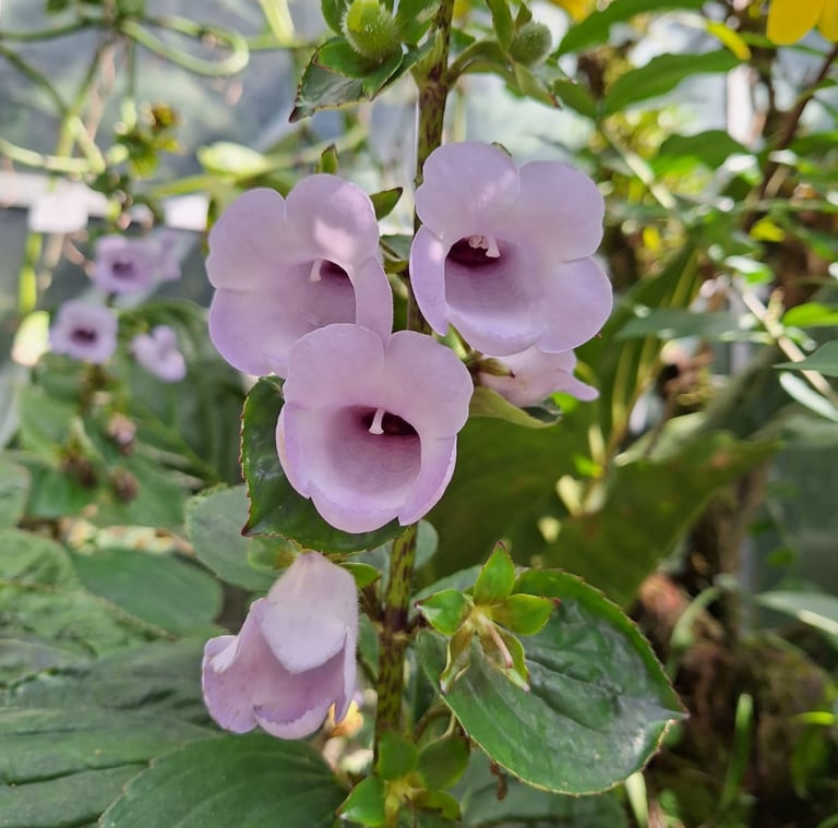durabe flowers with purple flowers in a greenhouse