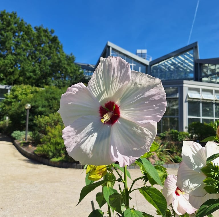 a large white-red Hibiscus in the sun