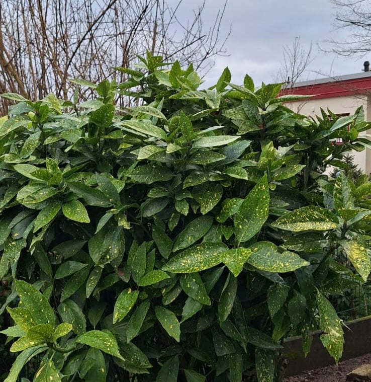 a big Aucuba bush with dark green leaves