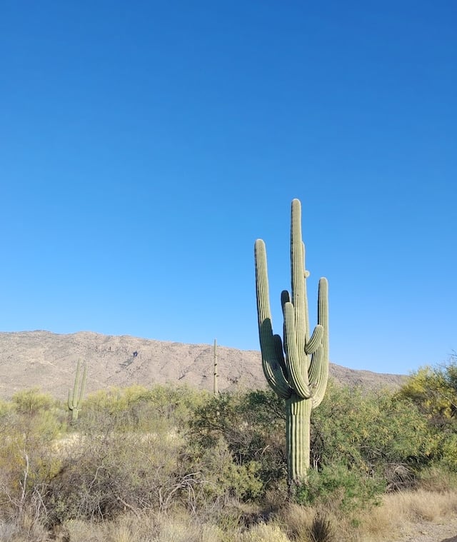 a tall Saguaro Cactus growing alone in the desert