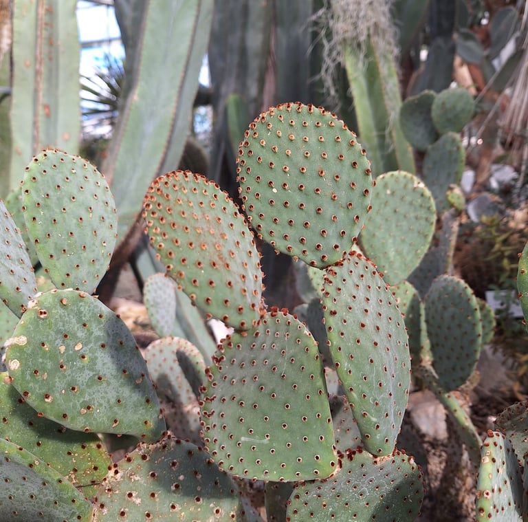 multiple Bunny Ear Cacti around other plants