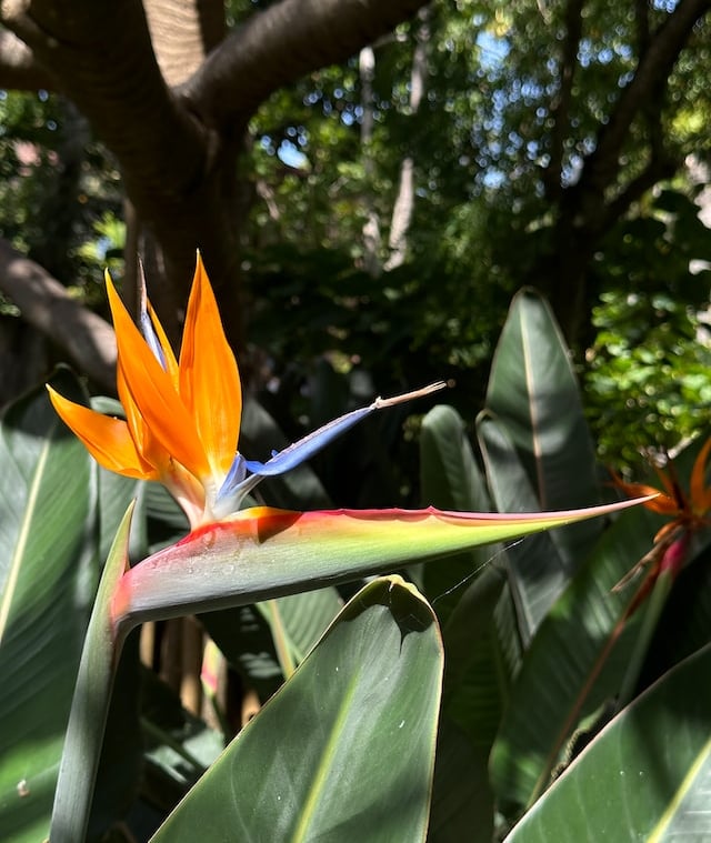 an exotic orange Bird of Paradise plant