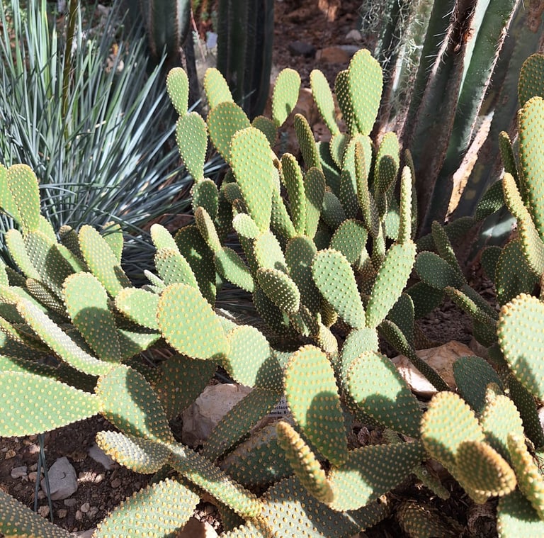 multiple small Bunny Ear cacti