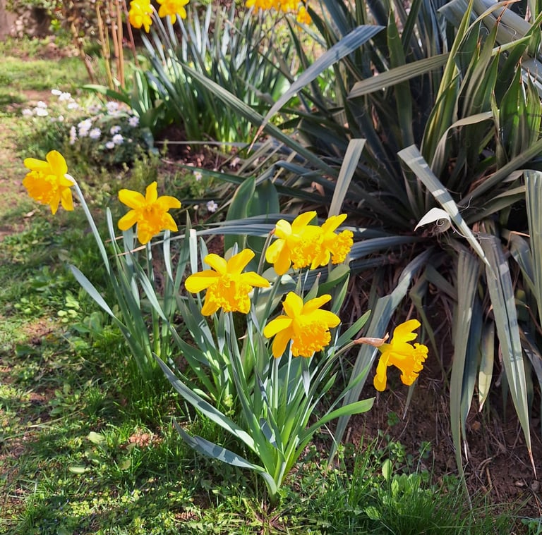 multiple yellow booming Daffodils flowers in spring