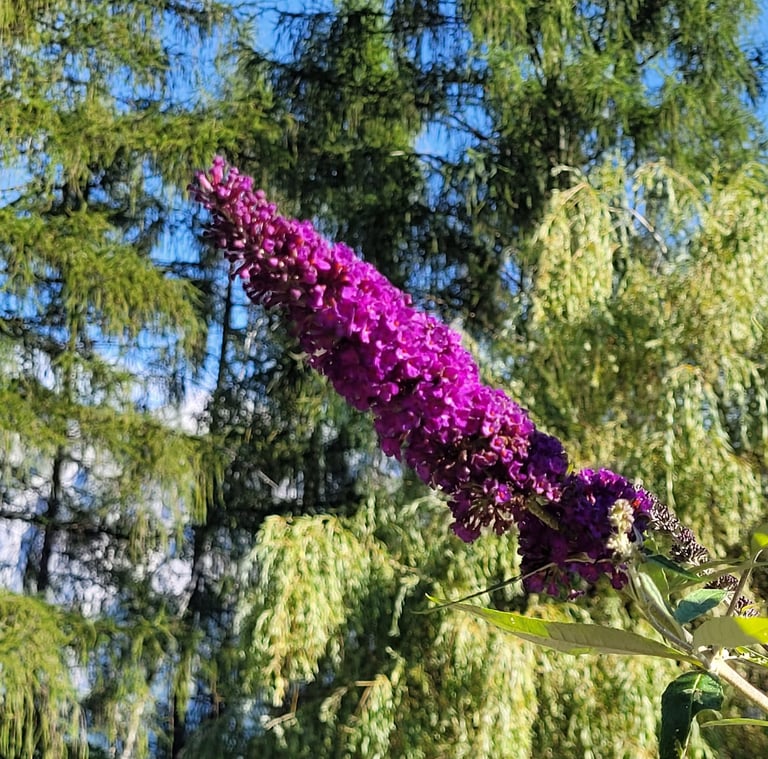 a purple Butterfly Bush flower in a trees in the background