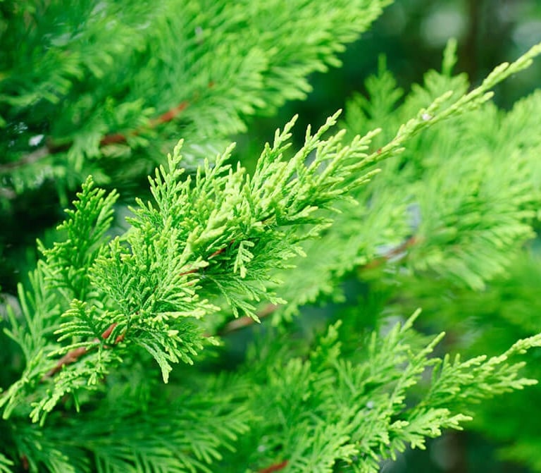 bright green Leyland Cypress stems