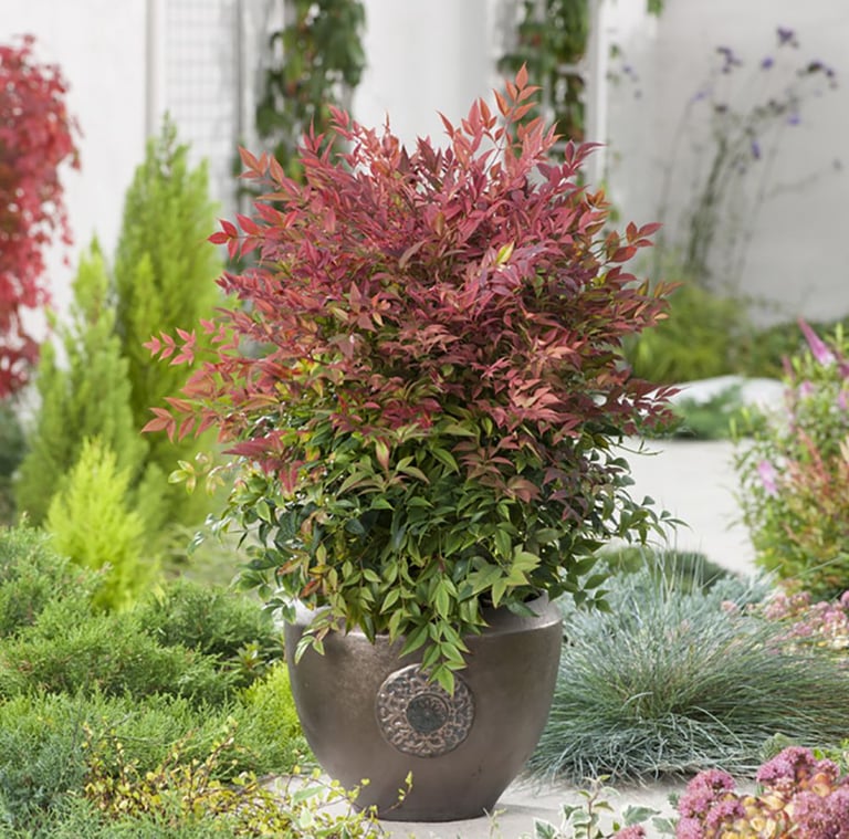 one Nandina Obsessed bush planted in a pod