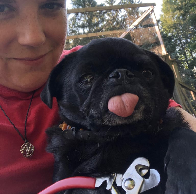 A black pug sticks out its tongue while its owner holds dog nail clippers for a pet grooming session.