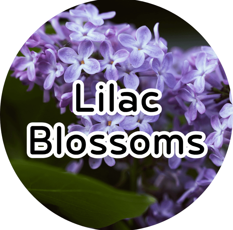 Close-up of blooming purple lilac flowers with text reading "Lilac Blossoms." Fresh floral aesthetic.