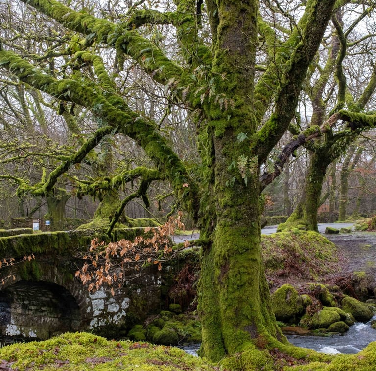 Moss-covered trees with river