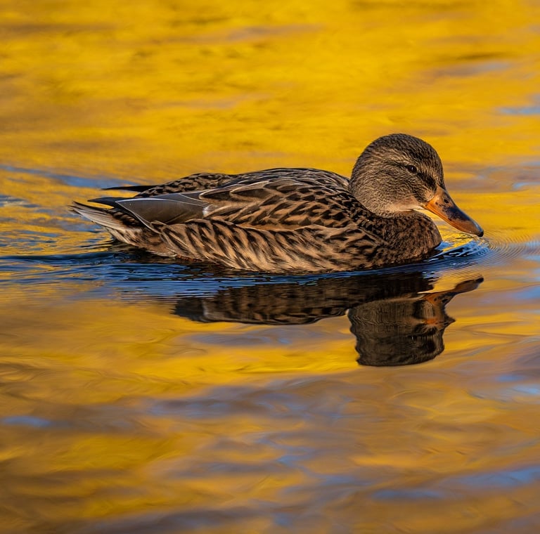 a duck swimming in Lake Texoma