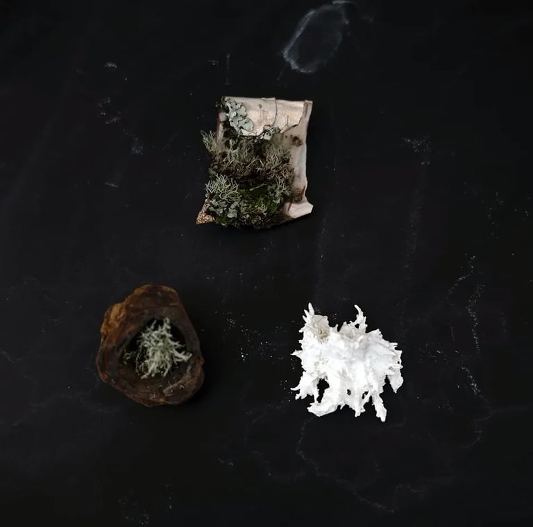 miniature and mysterious botanical worlds of lichen and moss