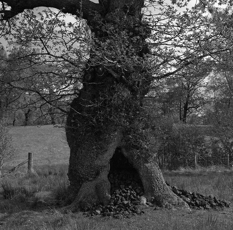 old tree in a field with coal falling out of its trunk