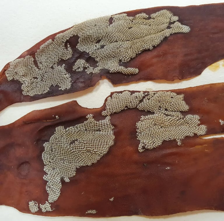 Red dulse seaweed and coral