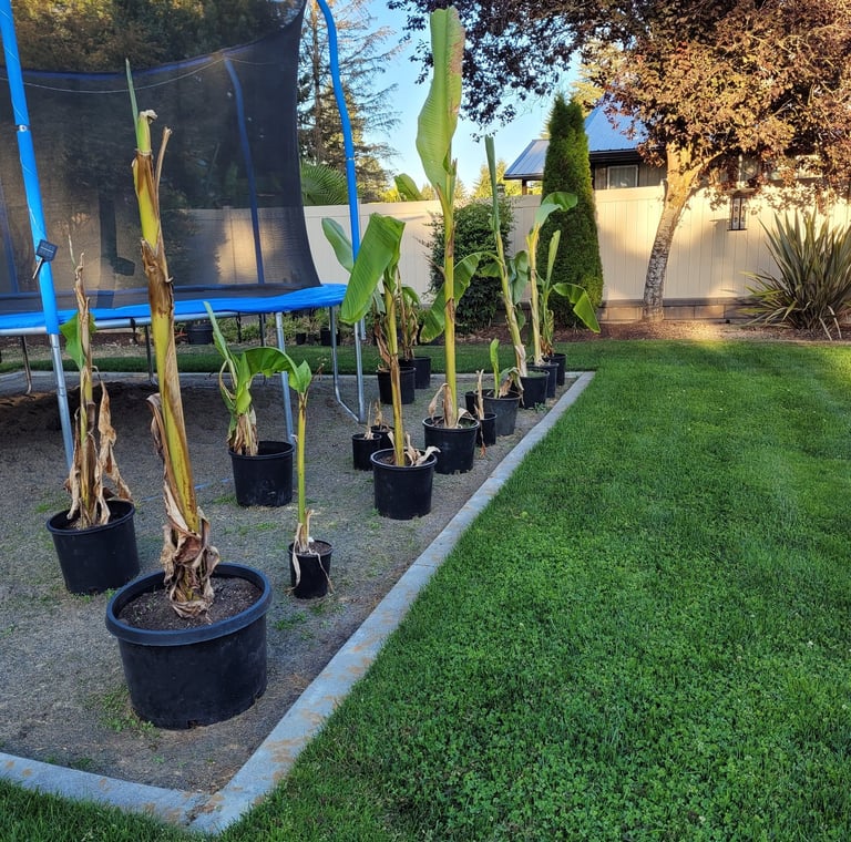 Propagating Banana Palms