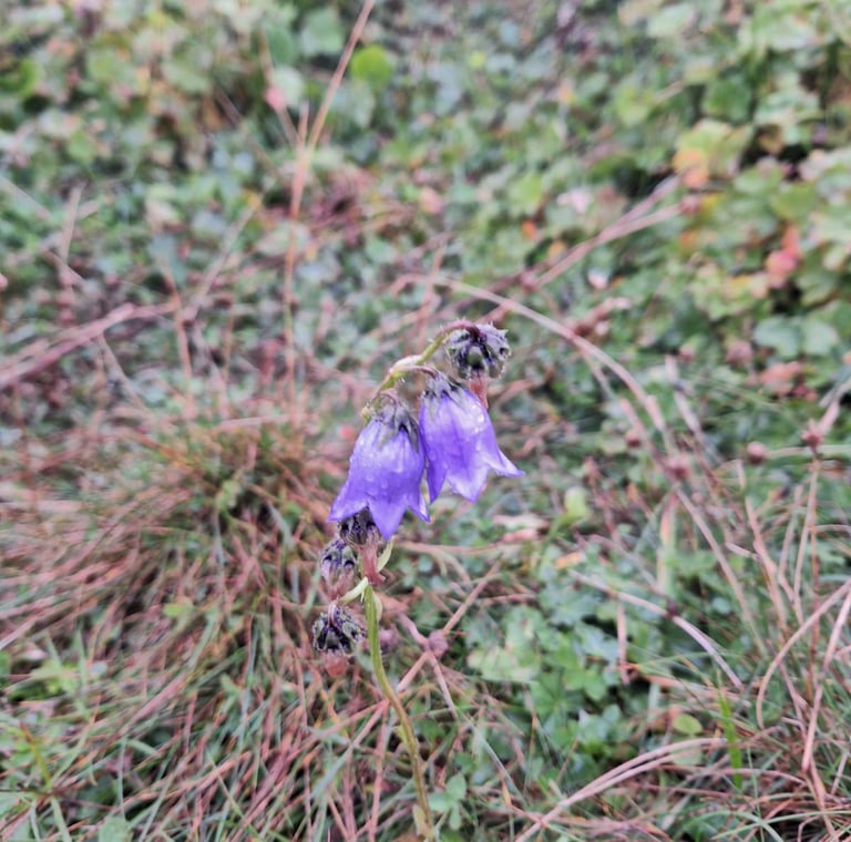 two purple hangng Bearded Bellflowers