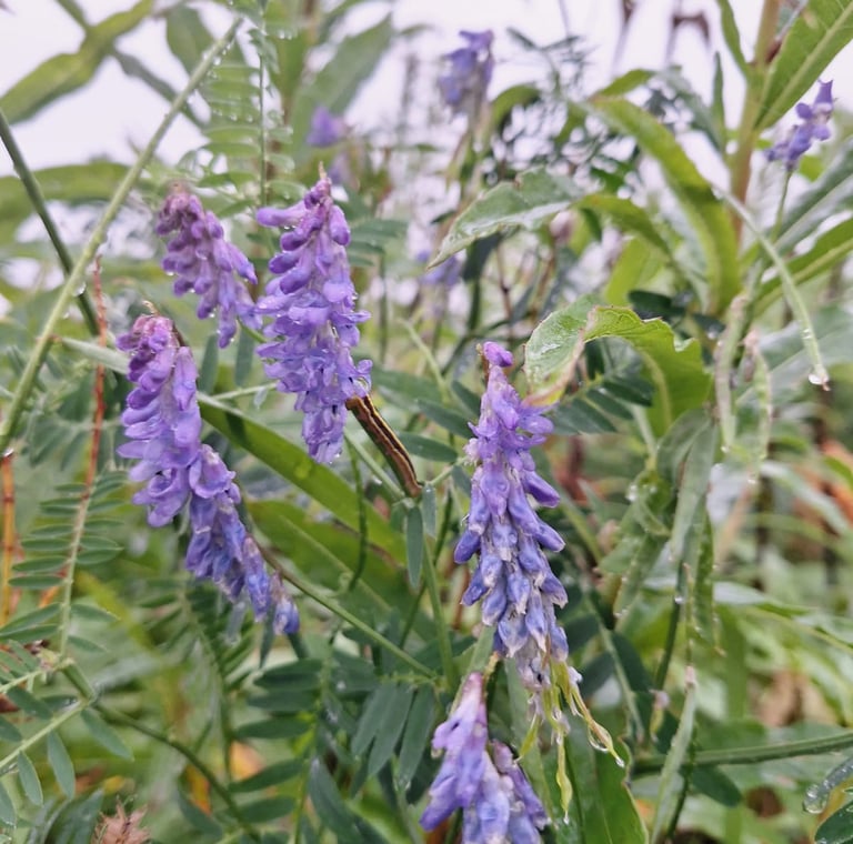 high gras with purple Tufted Vetch flowers