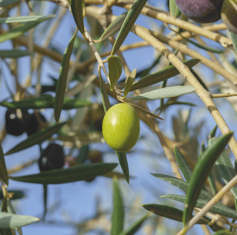 a green olive tree with olives and olives