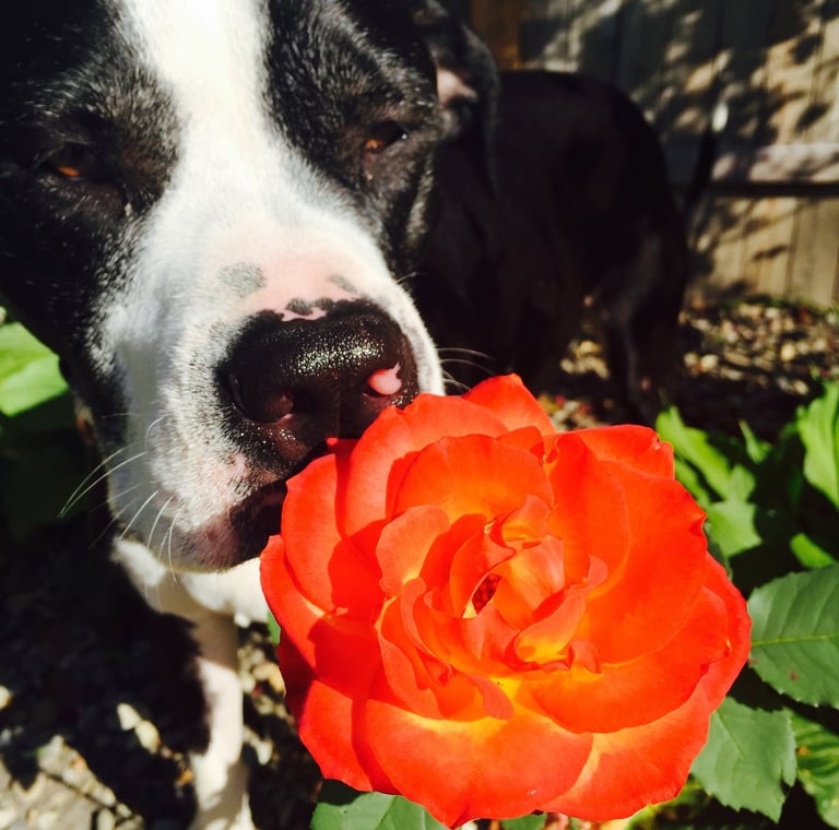 Black and white rescue dog smelling a bright orange rose
