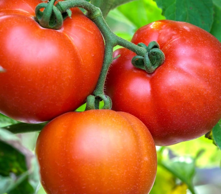 Un racimo de tres hermosos tomates rojos madurando en la mata dentro del huerto
