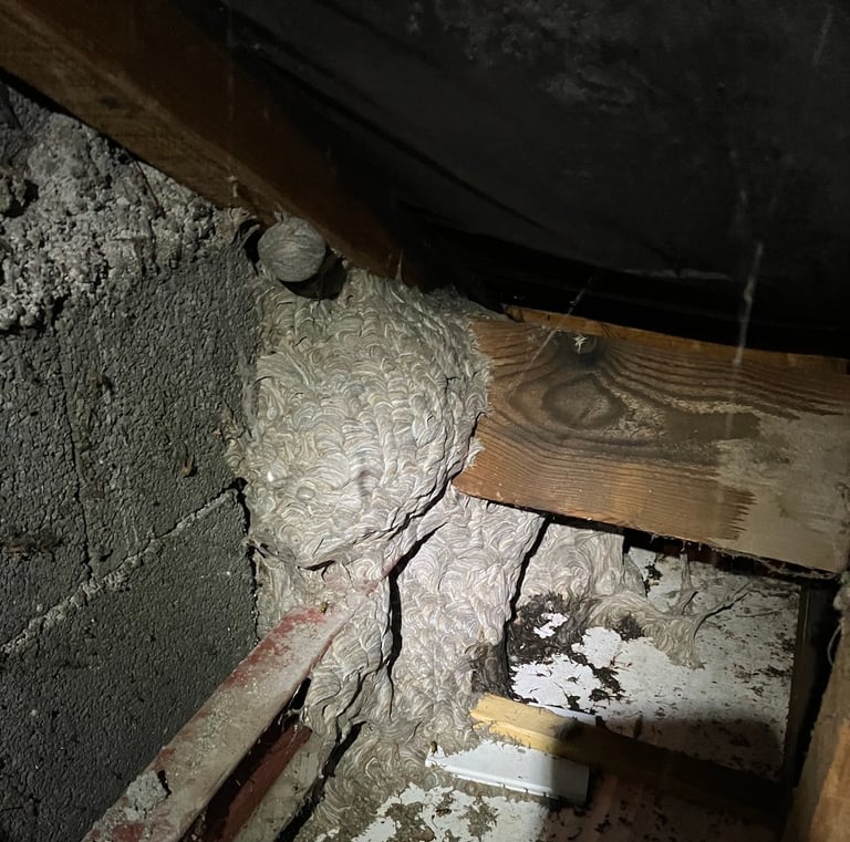 Énorme nid de guêpes éliminé par Safezzy dans des combles à Illzach (Haut-Rhin)