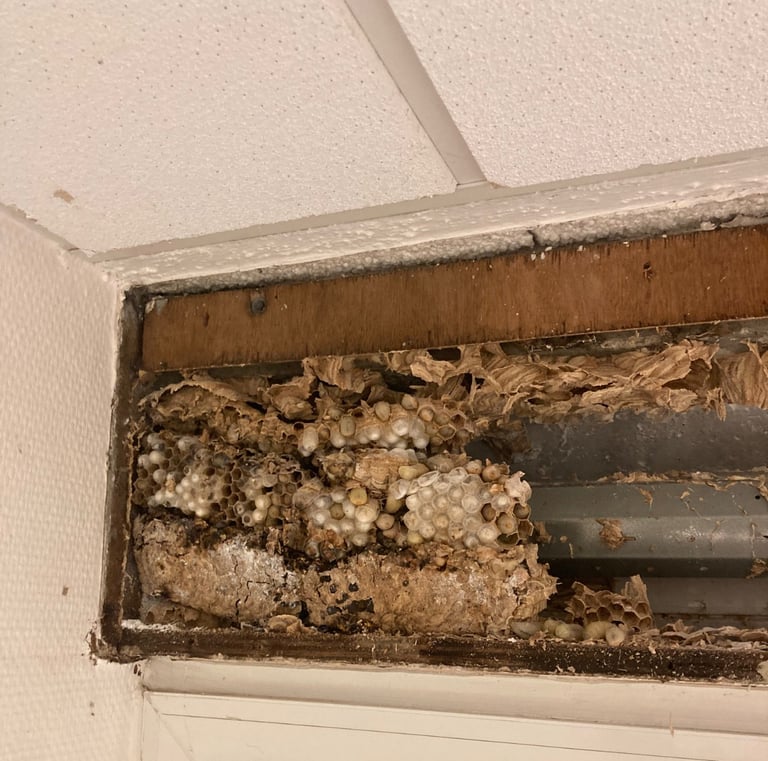 Nid de guêpes actif découvert sous toiture à Valdoie, intervention réalisée par Safezzy