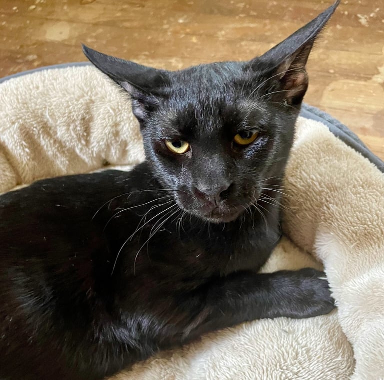 Cacao - Male Arabian Mau (born March 2025)