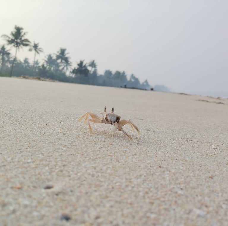 Kelionės į Indiją Travel India crab at Mararikulam beach