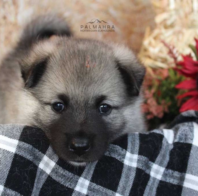 Norwegian Elkhound puppy