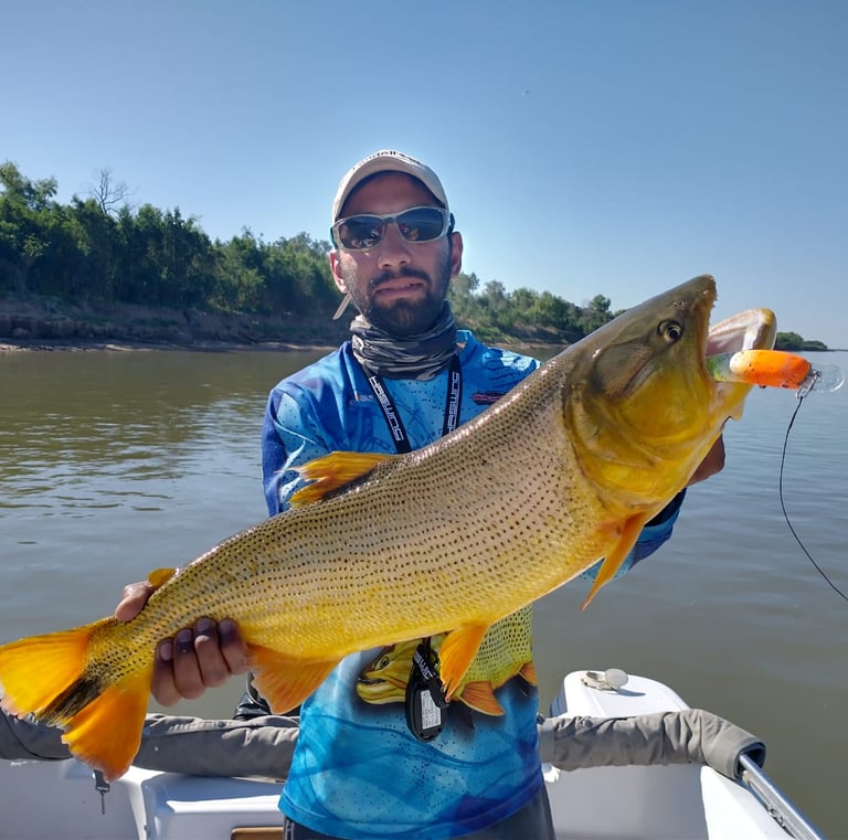 Dorado