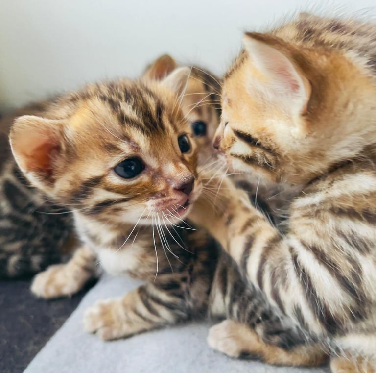 Gato Bengalí